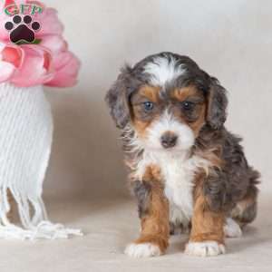 Leo, Mini Bernedoodle Puppy